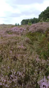 Pat 09 Schoorlse duinen